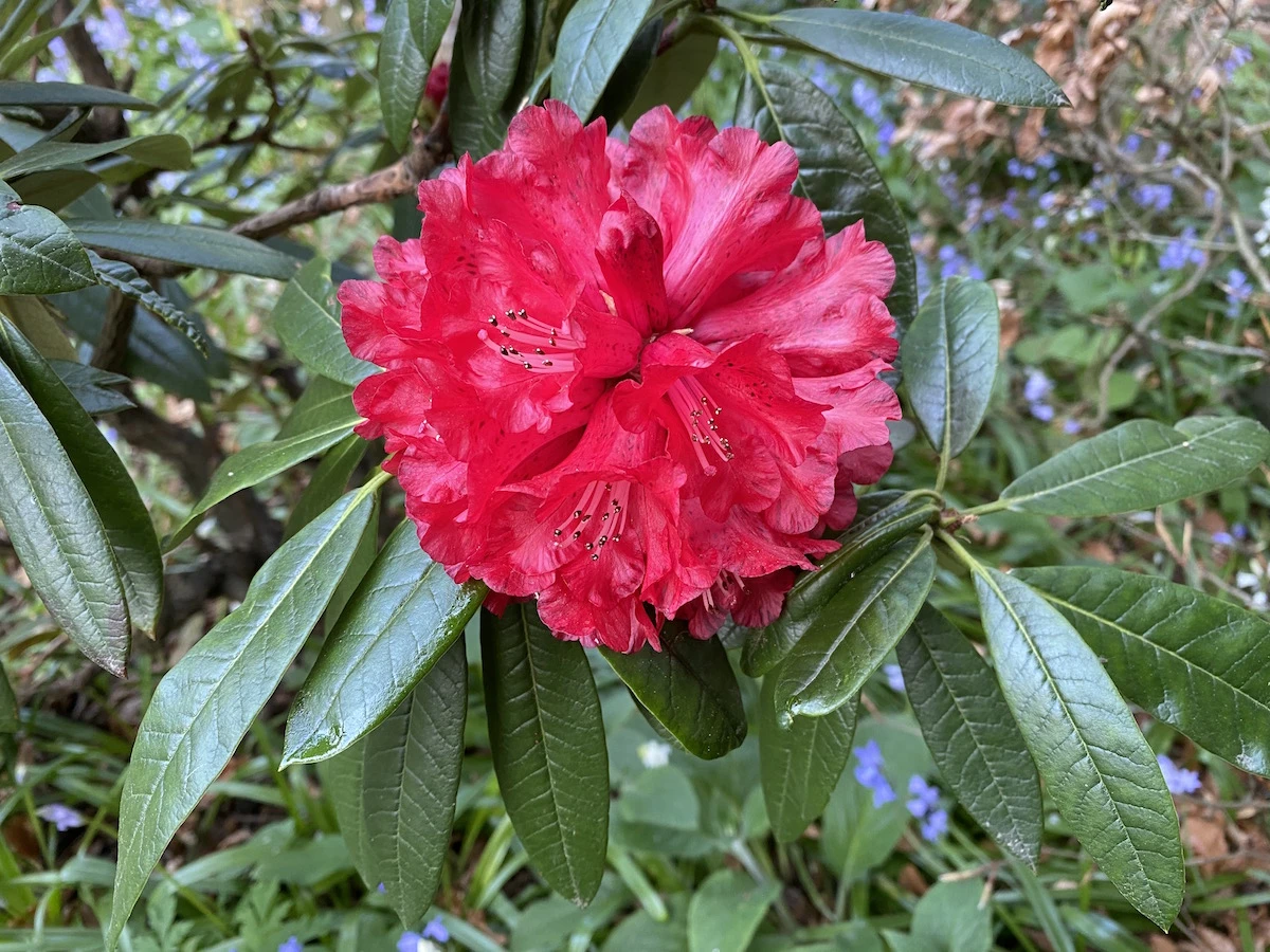 R. arboreum